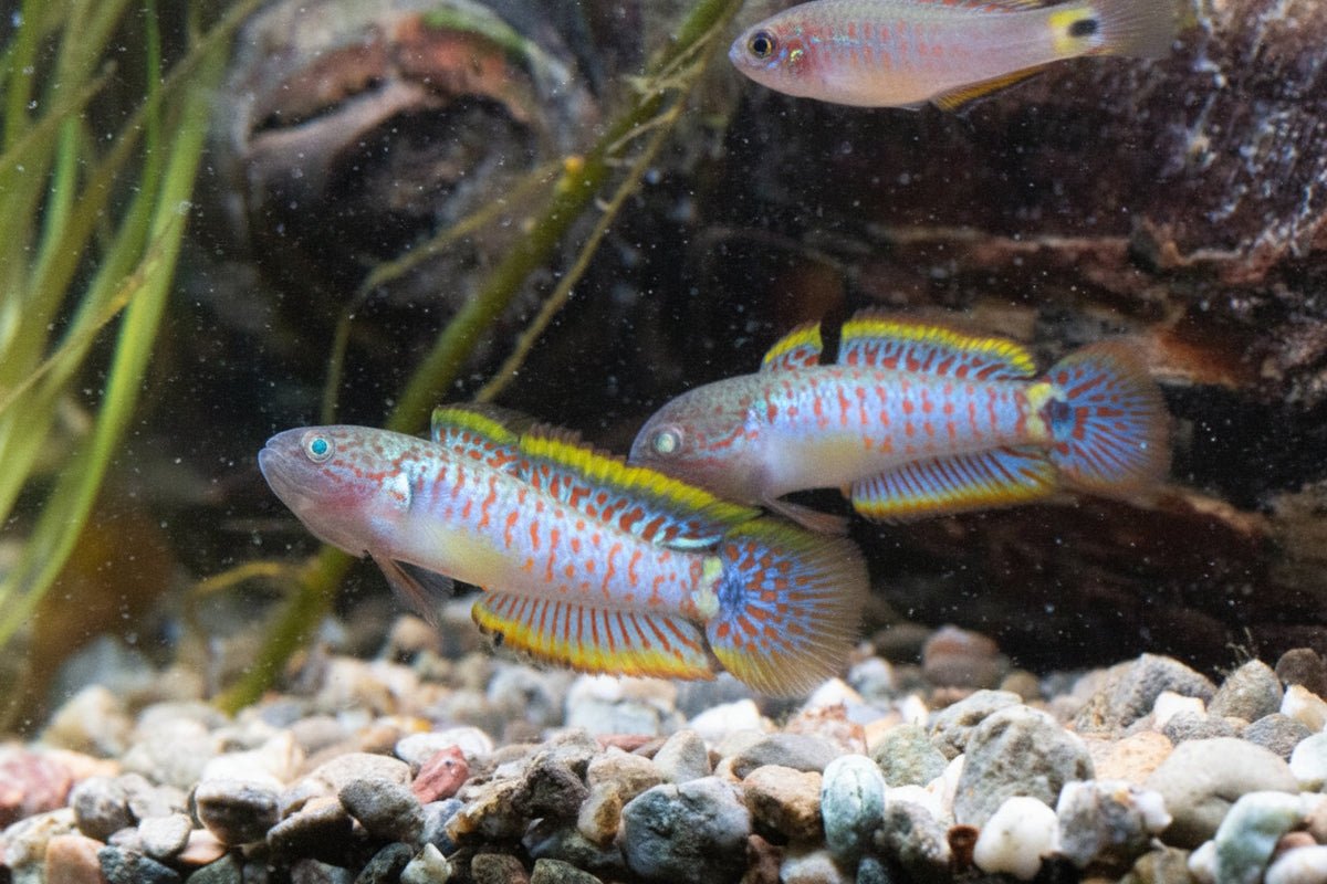 Peacock Gudgeon Pair (1.5 Inch)