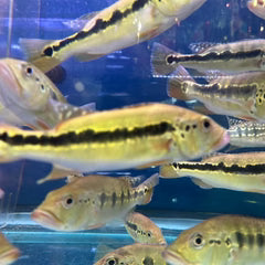 Peacock Bass Intermedia