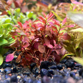 Ludwigia palustris