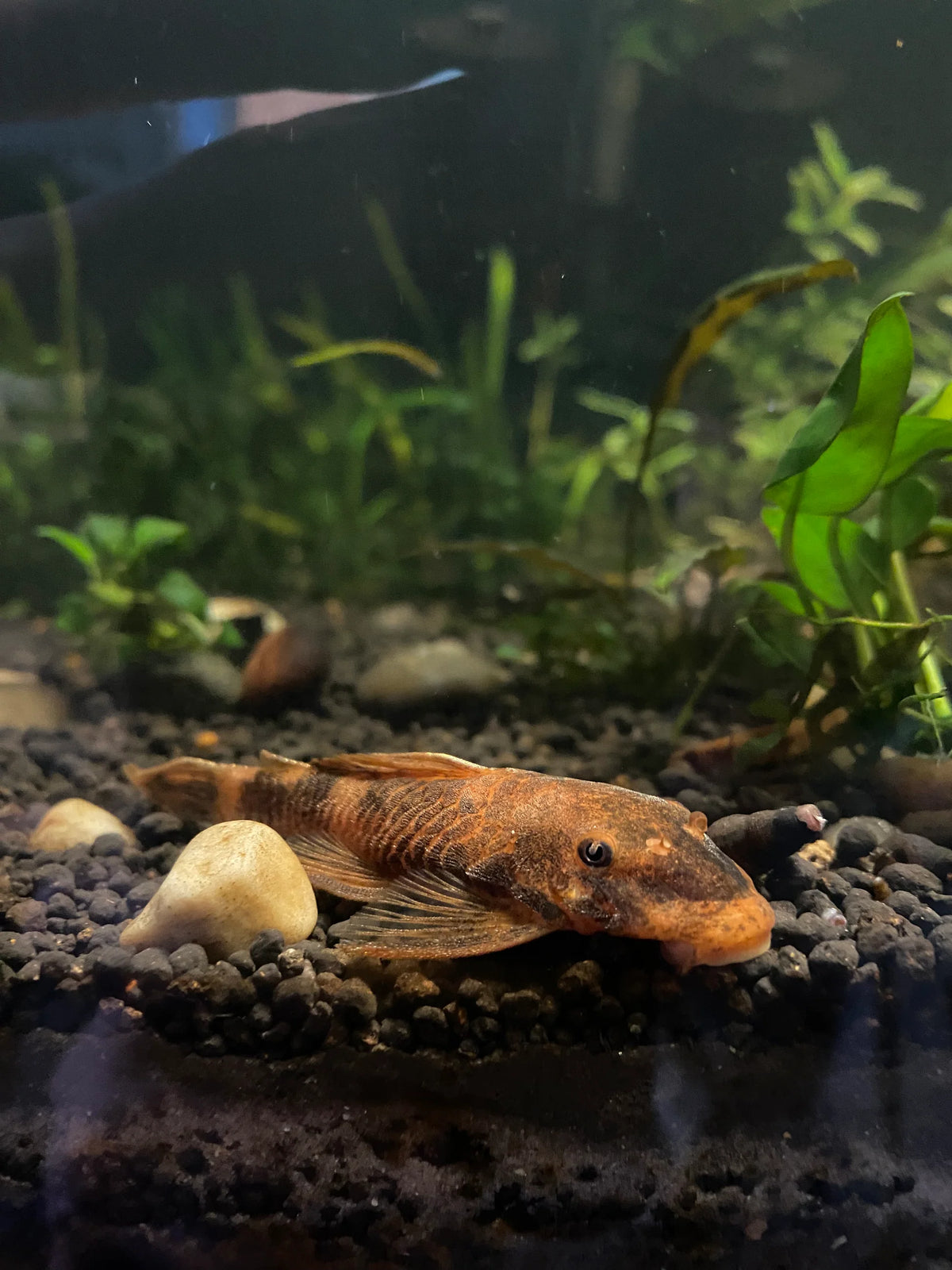 Calico Pleco Veiltail