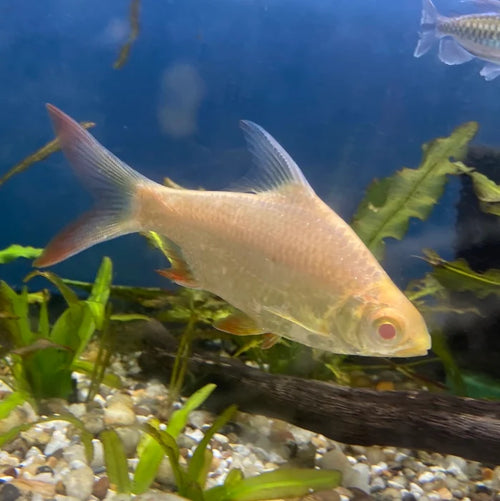 Albino tinfoil Barb big