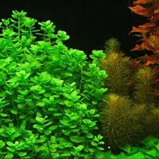 Australian Bacopa