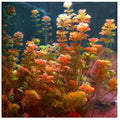 Cabomba Red