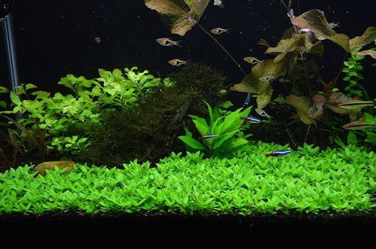 Staurogyne repens