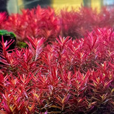 Rotala rotundifolia Hi Red