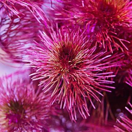 Cabomba Red