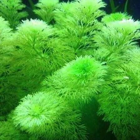 Limnophila sessiliflora