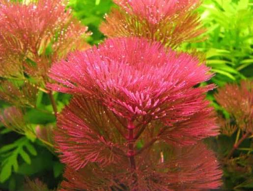Cabomba Red