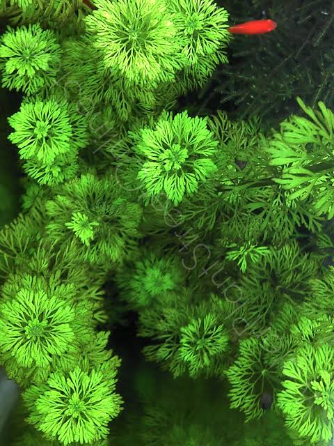 Limnophila sessiliflora