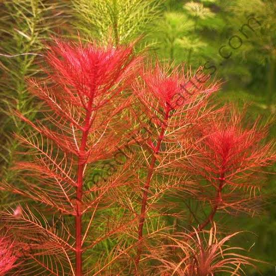 Myriophyllum tuberculatum
