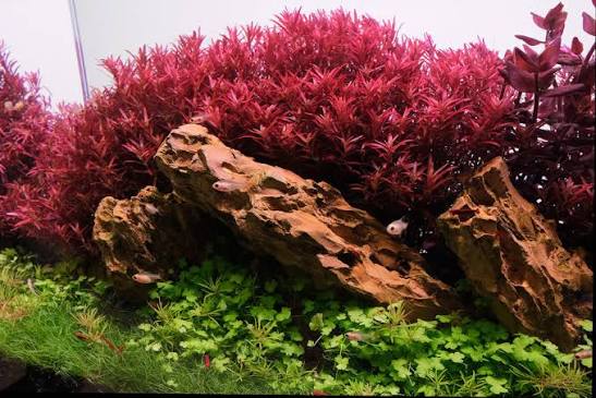 Rotala rotundifolia Hi Red