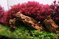 Rotala rotundifolia Hi Red