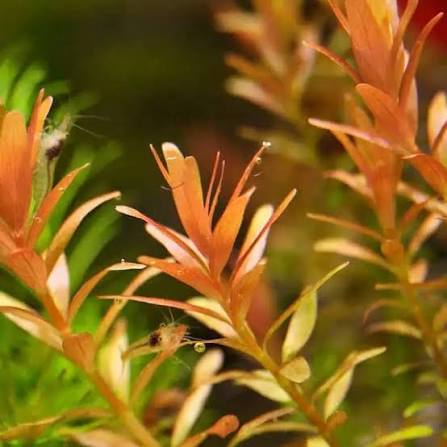 Rotala Assam