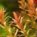 Rotala Assam