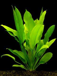 Echinodorus Sword