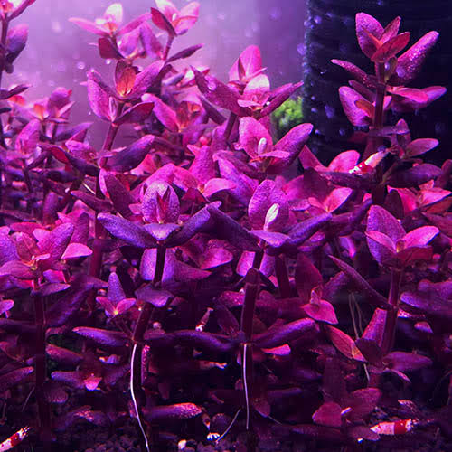 Bacopa salzmannii Purple