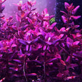 Bacopa salzmannii Purple