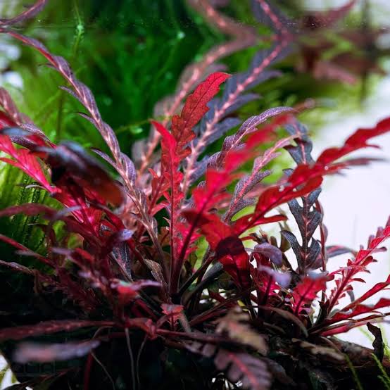 Hygrophila pinnatifida