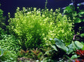 Lindernia rotundifolia