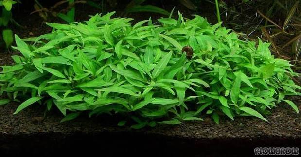 Staurogyne sp.