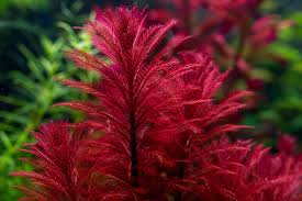Myriophyllum tuberculatum