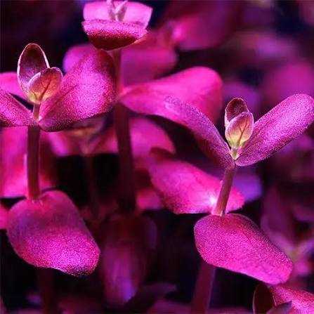 Bacopa salzmannii Purple