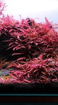Hygrophila pinnatifida