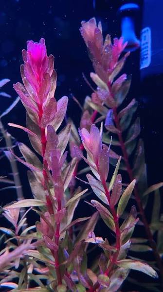 Rotala Assam