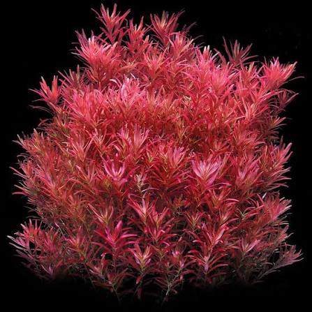 Rotala rotundifolia Hi Red