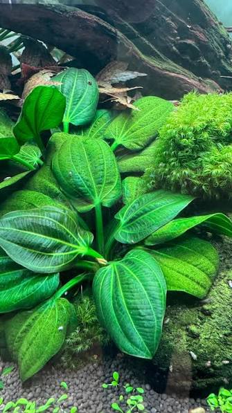 Echinodorus Sword