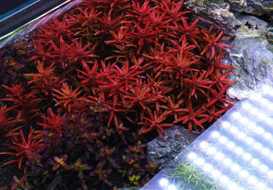 Rotala rotundifolia Hi Red