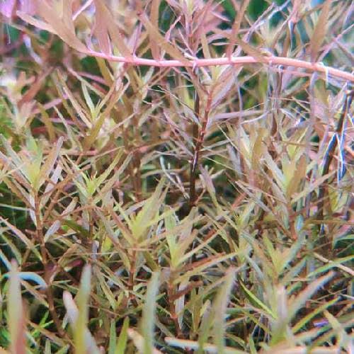 Rotala Assam