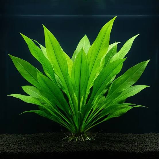 Echinodorus Sword