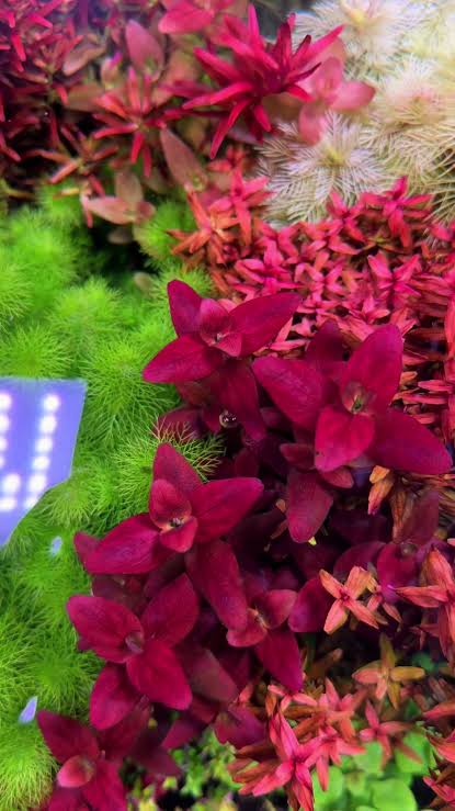 Bacopa salzmannii Purple