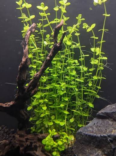 Lindernia rotundifolia