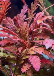 Hygrophila pinnatifida