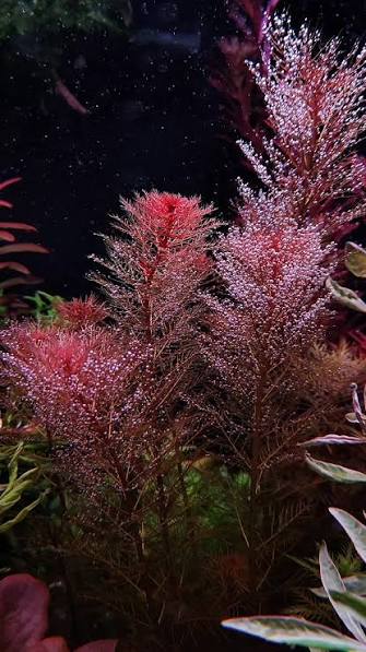 Myriophyllum tuberculatum
