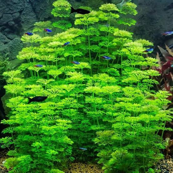 Limnophila sessiliflora