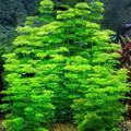 Limnophila sessiliflora