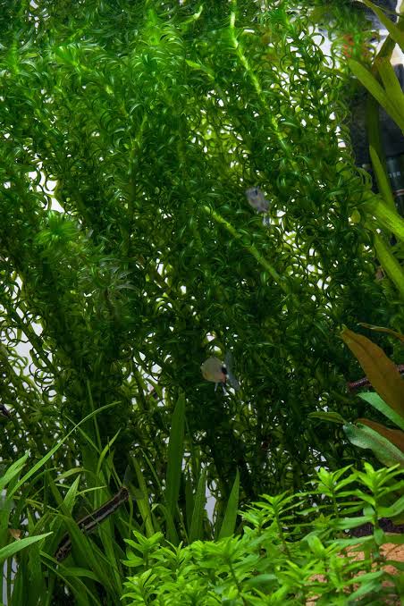 Egeria densa