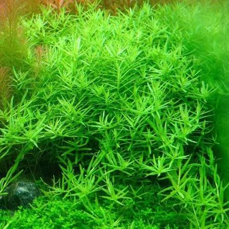 Rotala Green