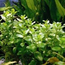 Australian Bacopa