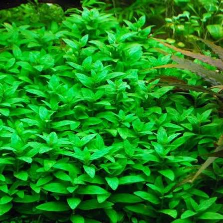 Staurogyne repens