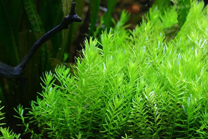 Rotala Green