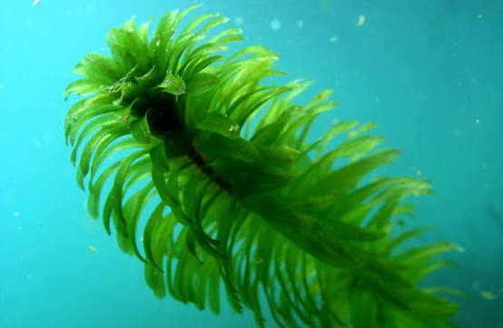 Egeria densa