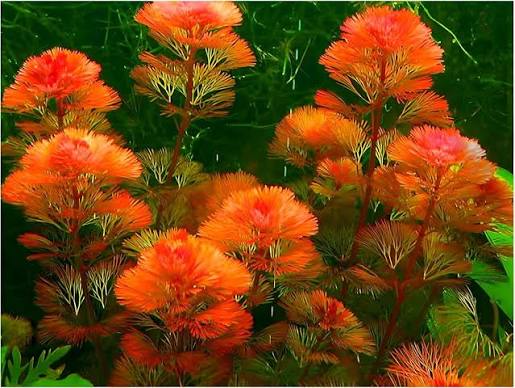 Cabomba Red