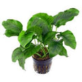 Anubias barteri var. glabra (single plant pot)