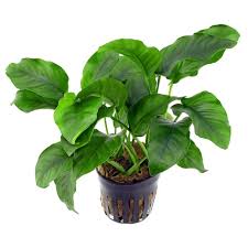 Anubias barteri var. glabra (single plant pot)
