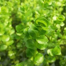 Rotala rotundifolia-green (6 stem cuttings)