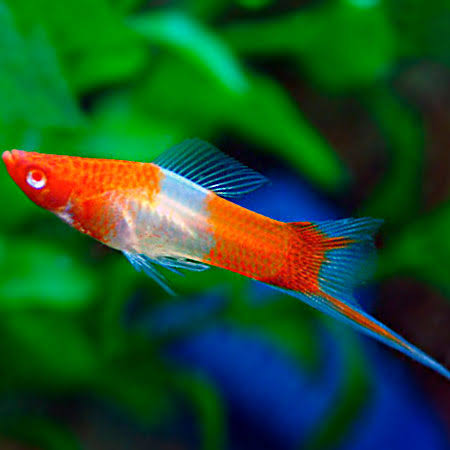 Kohaku  koi sword tail